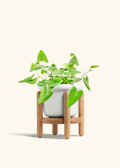 Heartleaf Fern in a 6 inches Fat Lip White Planter in a Beech Wood Stand