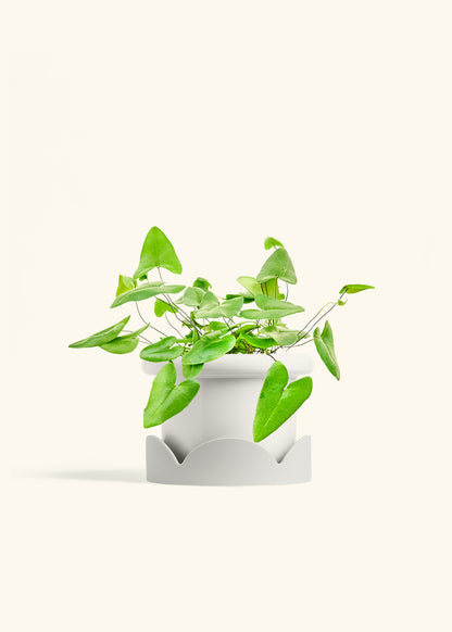 Heartleaf Fern in a 6 inches Fat Lip White Planter in a Oat Petal Drip Tray