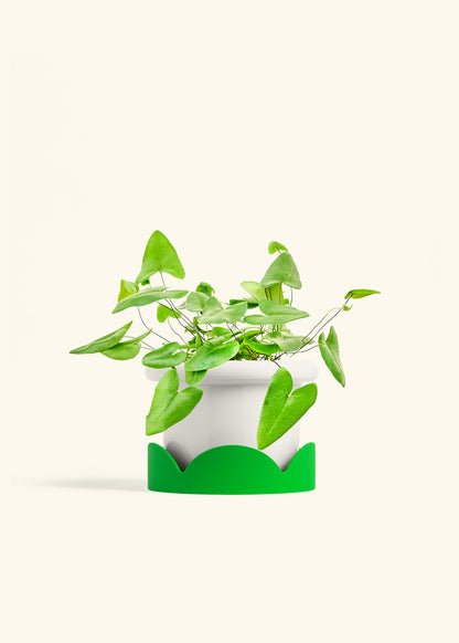 Heartleaf Fern in a 6 inches Fat Lip White Planter in a Shamrock Petal Drip Tray