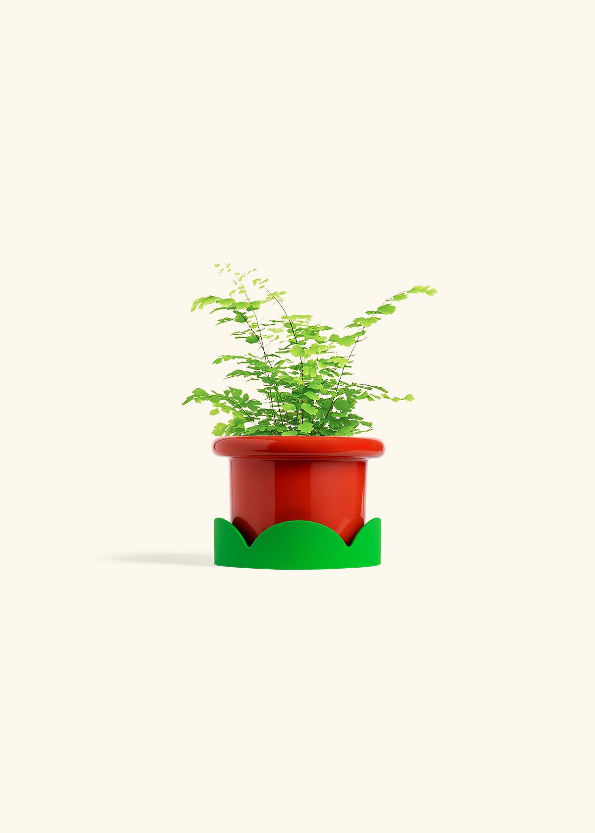 Maidenhair Fern in a 4 inches Fat Lip Red Planter in a Shamrock Petal Drip Tray