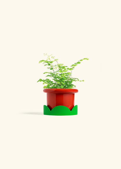 Maidenhair Fern in a 4 inches Fat Lip Red Planter in a Shamrock Petal Drip Tray