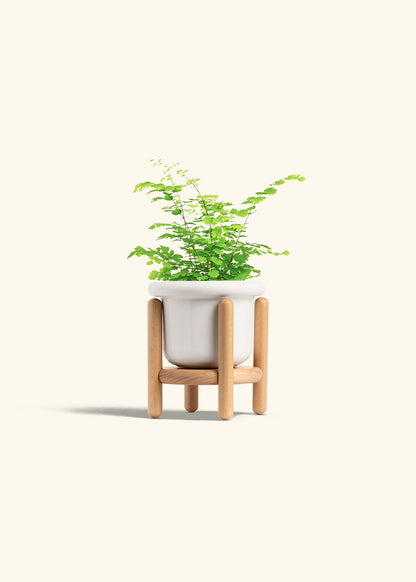 Maidenhair Fern in a 4 inches Fat Lip White Planter in a Beech Wood Stand
