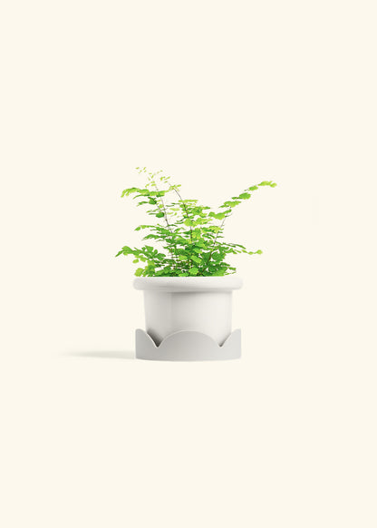 Maidenhair Fern in a 4 inches Fat Lip White Planter in a Oat Petal Drip Tray