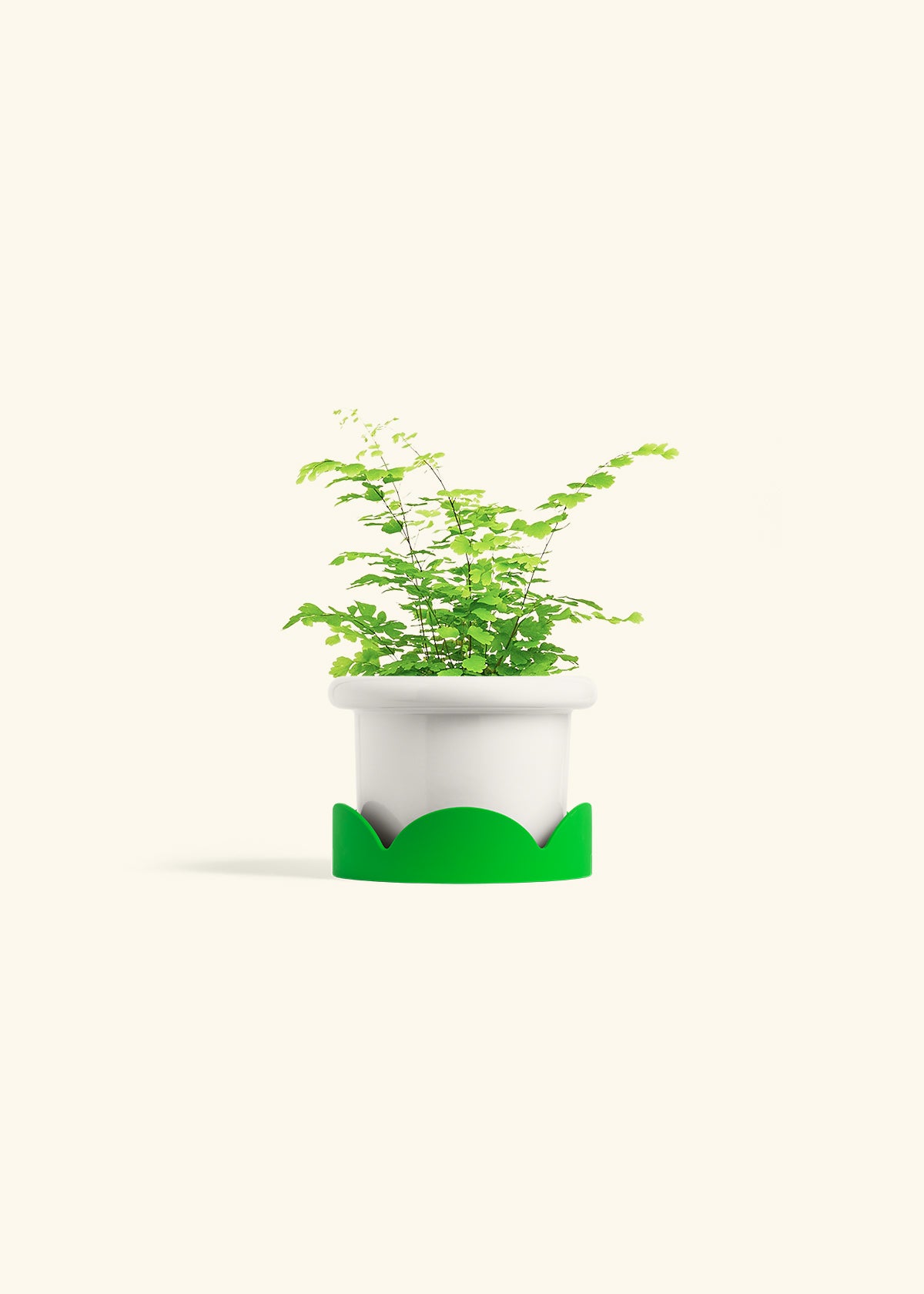 Maidenhair Fern in a 4 inches Fat Lip White Planter in a Shamrock Petal Drip Tray