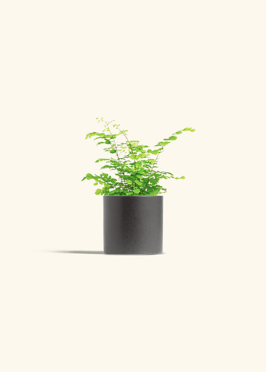 Maidenhair Fern in a 4 inches Charcoal Classic Cylinder Planter 