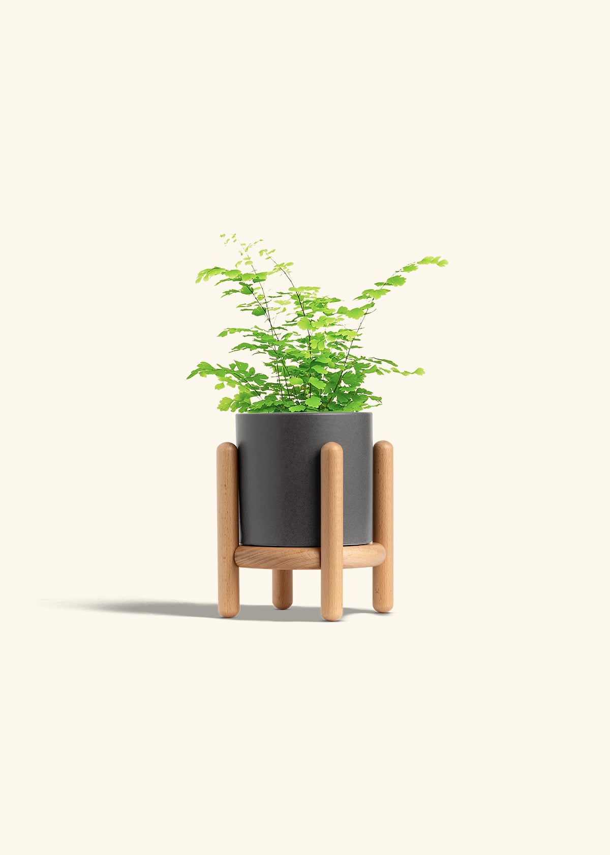 Maidenhair Fern in a 4 inches Charcoal Classic Cylinder Planter in a Beech Wood Stand