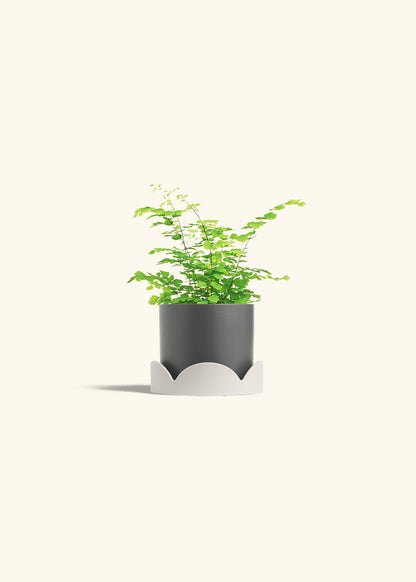 Maidenhair Fern in a 4 inches Charcoal Classic Cylinder Planter in a Oat Petal Drip Tray