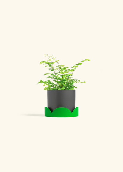 Maidenhair Fern in a 4 inches Charcoal Classic Cylinder Planter in a Shamrock Petal Drip Tray