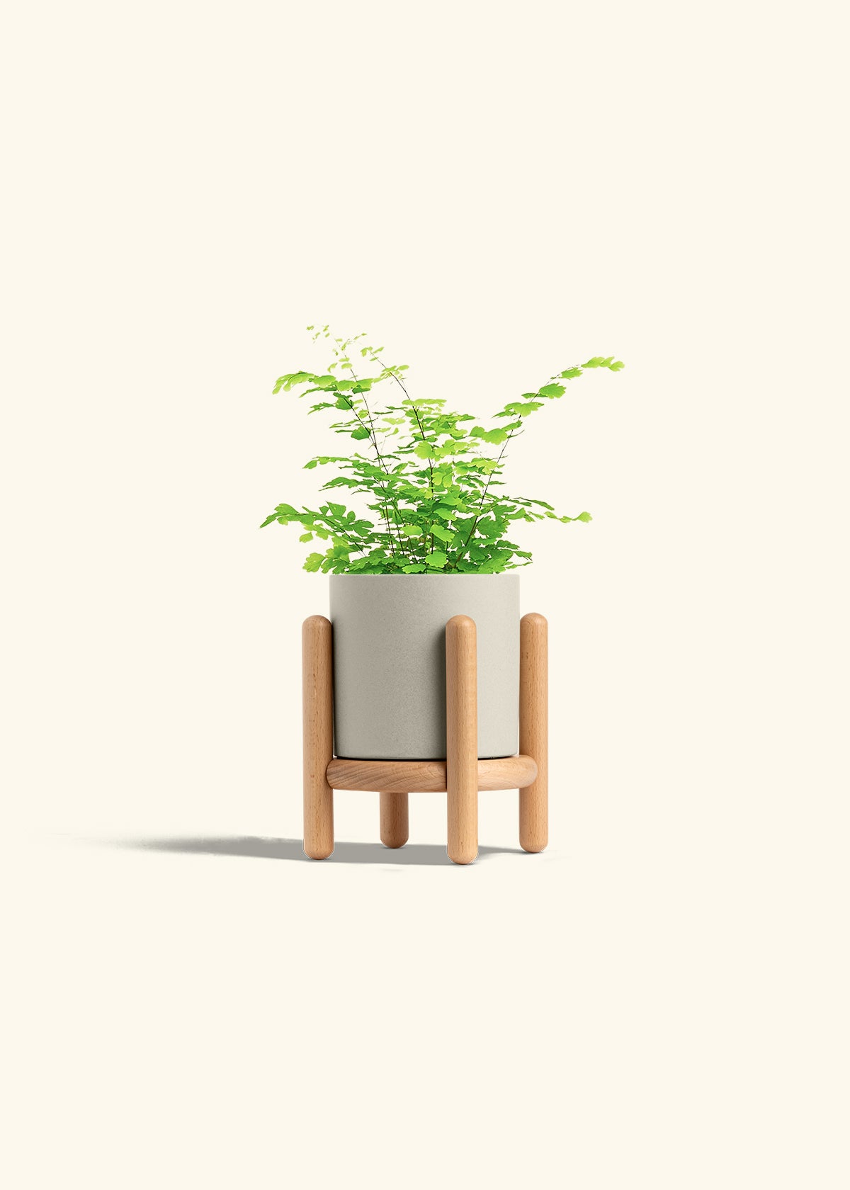 Maidenhair Fern in a 4 inches Oat Classic Cylinder Planter in a Beech Wood Stand