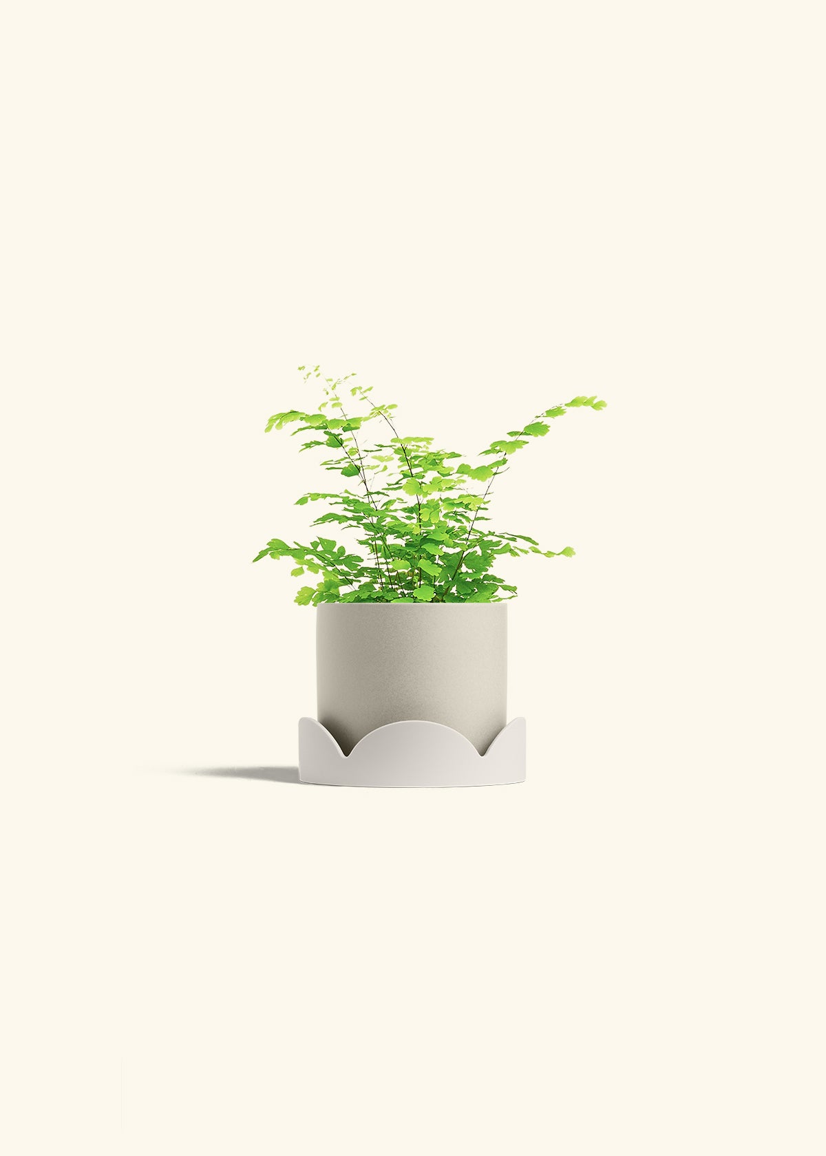 Maidenhair Fern in a 4 inches Oat Classic Cylinder Planter in a Oat Petal Drip Tray