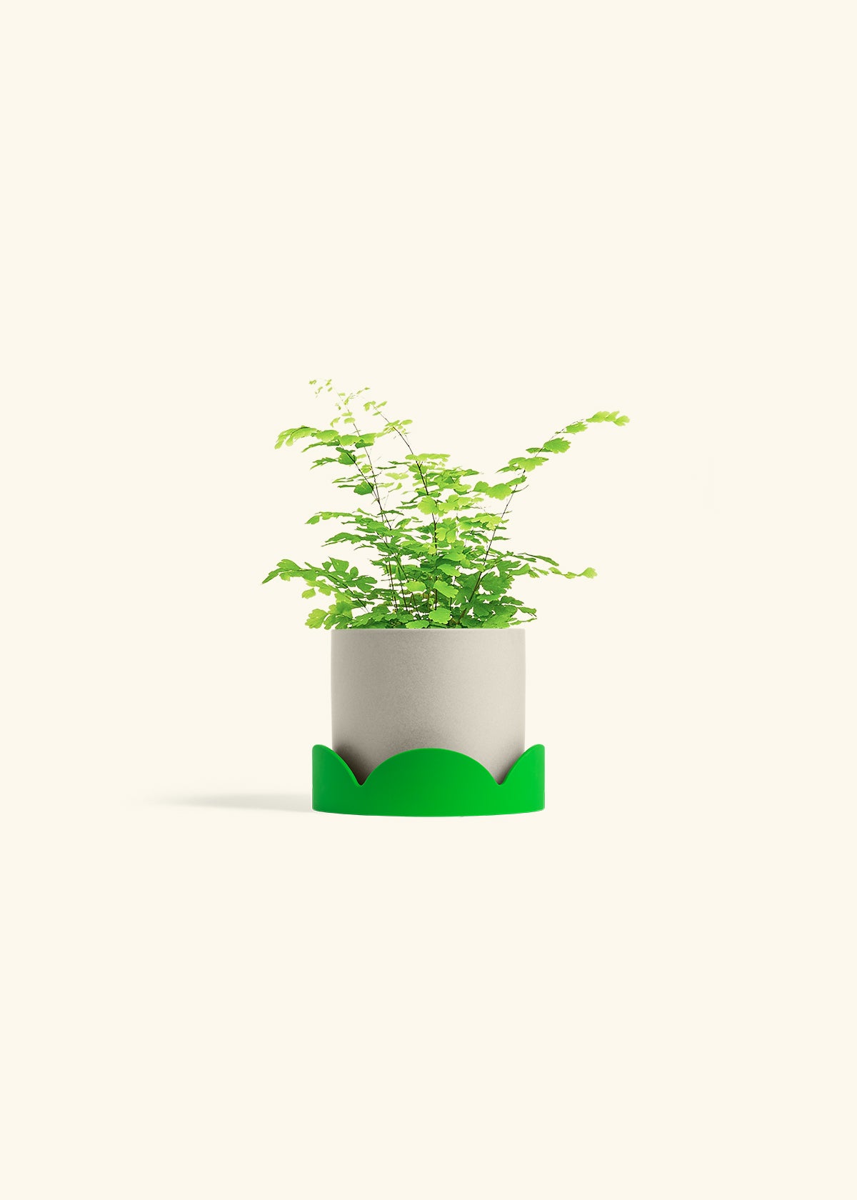 Maidenhair Fern in a 4 inches Oat Classic Cylinder Planter in a Shamrock Petal Drip Tray