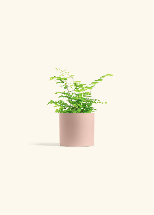 Maidenhair Fern in a 4 inches Pink Classic Cylinder Planter 