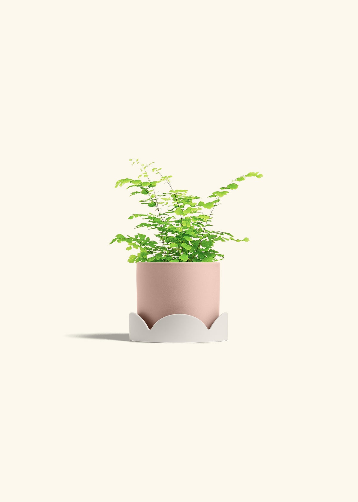 Maidenhair Fern in a 4 inches Pink Classic Cylinder Planter in a Shamrock Petal Drip Tray