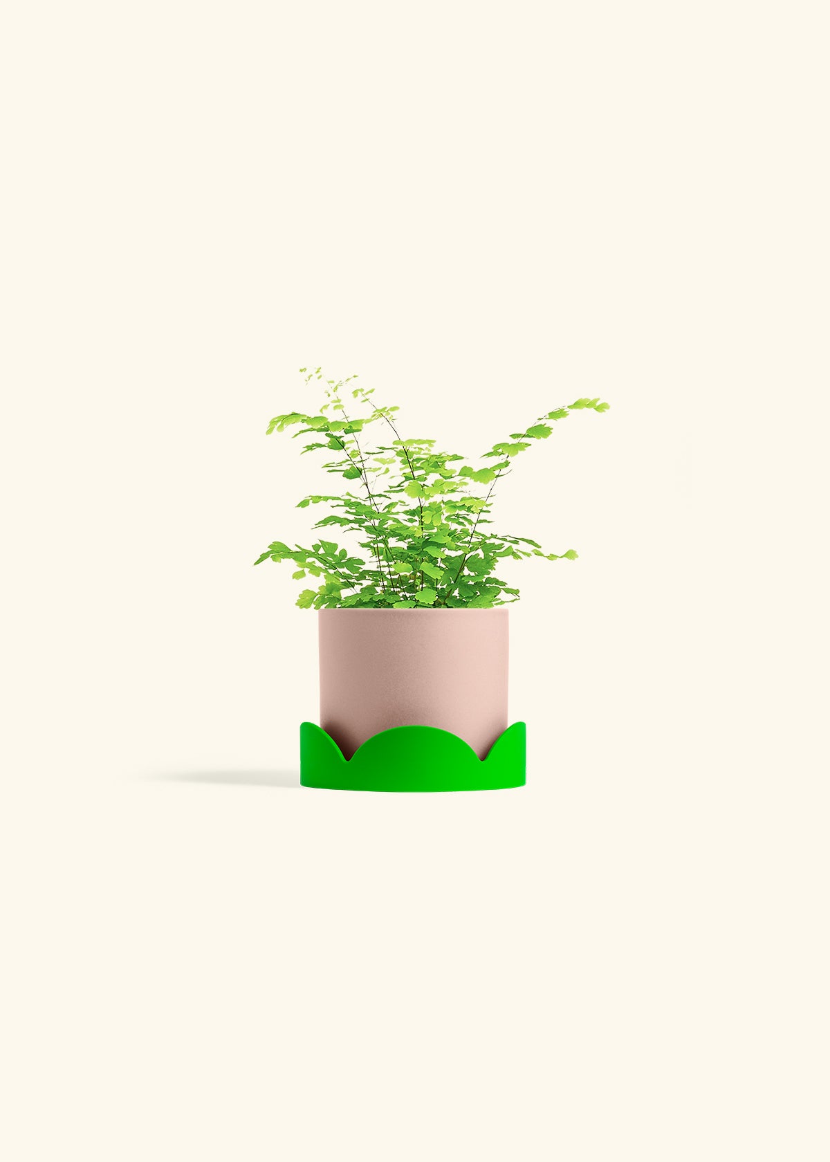 Maidenhair Fern in a 4 inches Pink Classic Cylinder Planter in a Oat Petal Drip Tray