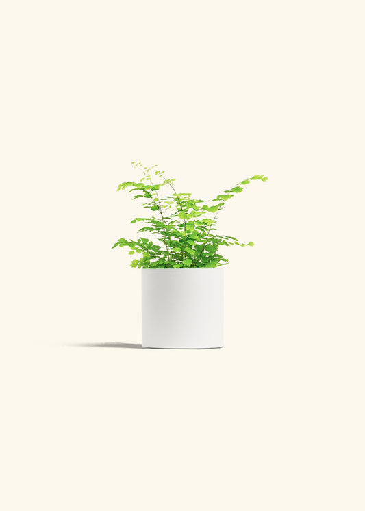 Maidenhair Fern in a 4 inches White Classic Cylinder Planter 
