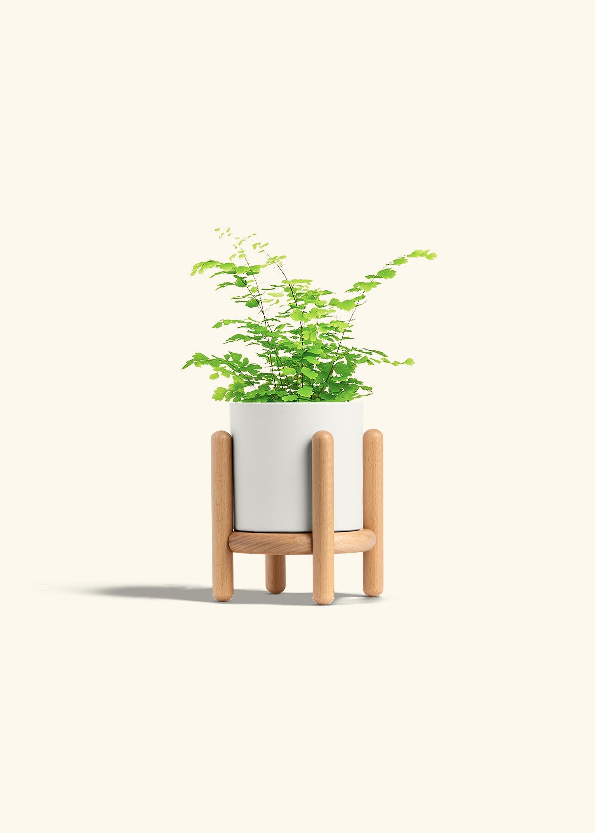 Maidenhair Fern in a 4 inches White Classic Cylinder Planter in a Beech Wood Stand