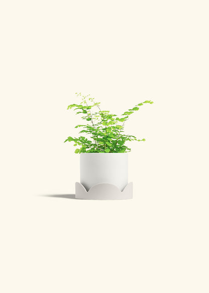 Maidenhair Fern in a 4 inches White Classic Cylinder Planter in a Oat Petal Drip Tray
