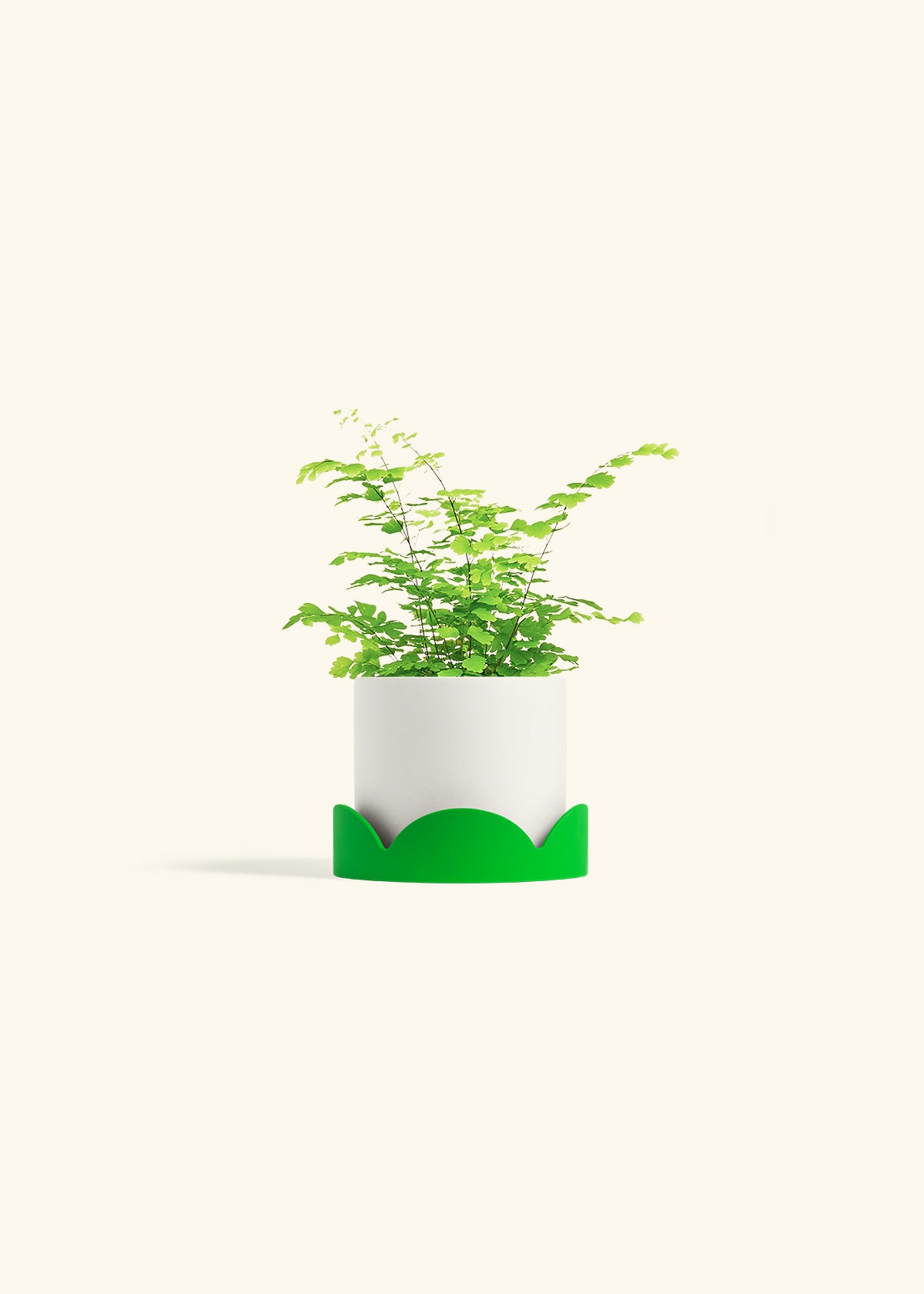 Maidenhair Fern in a 4 inches White Classic Cylinder Planter in a Shamrock Petal Drip Tray