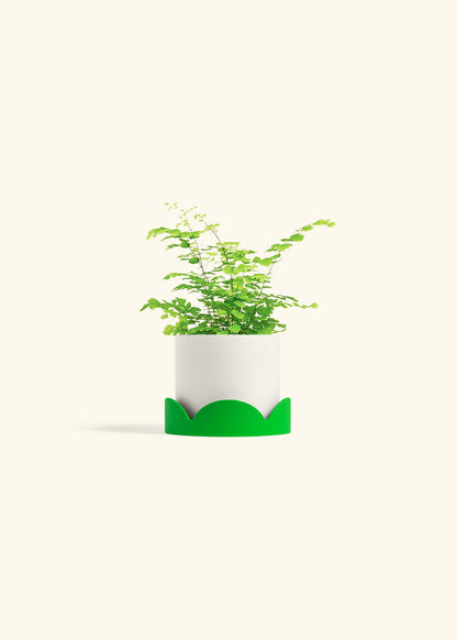 Maidenhair Fern in a 4 inches White Classic Cylinder Planter in a Shamrock Petal Drip Tray