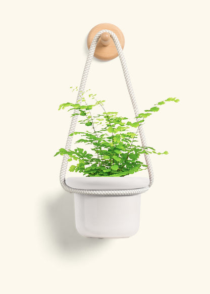Maidenhair Fern, Small