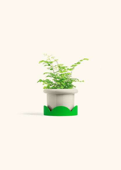 Maidenhair Fern in a 4 inches Fat Lip Oat Planter in a Shamrock Petal Drip Tray
