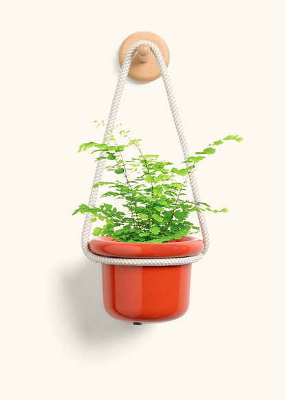 Maidenhair Fern, Small