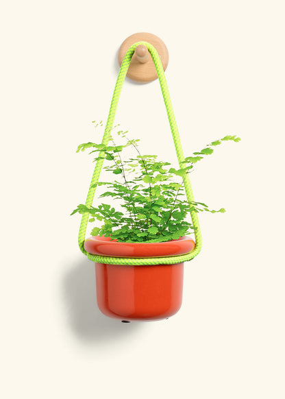 Maidenhair Fern, Small