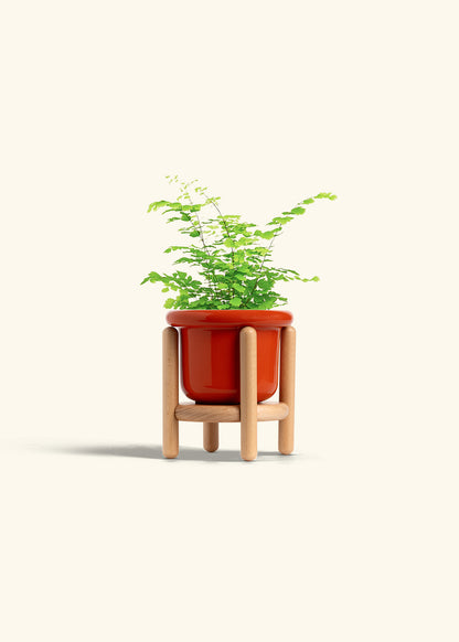 Maidenhair Fern in a 4 inches Fat Lip Red Planter in a Beech Wood Stand