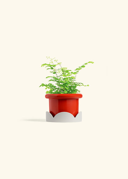 Maidenhair Fern in a 4 inches Fat Lip Red Planter in a Oat Petal Drip Tray