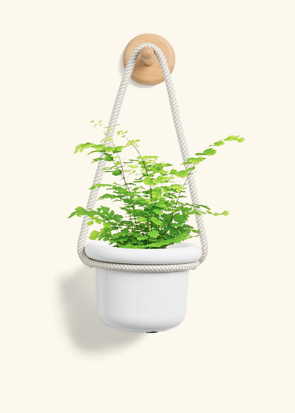Maidenhair Fern, Small