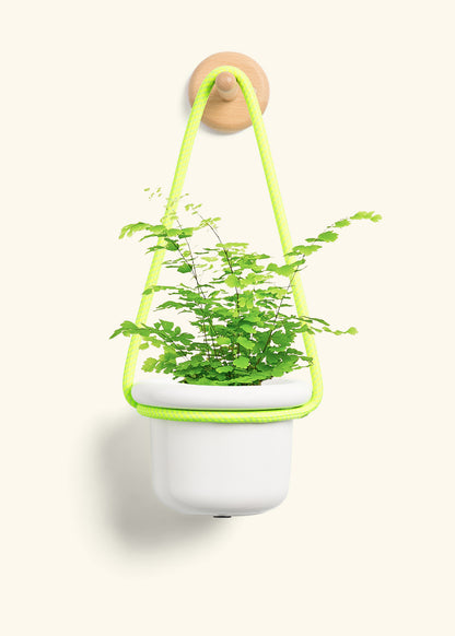 Maidenhair Fern, Small