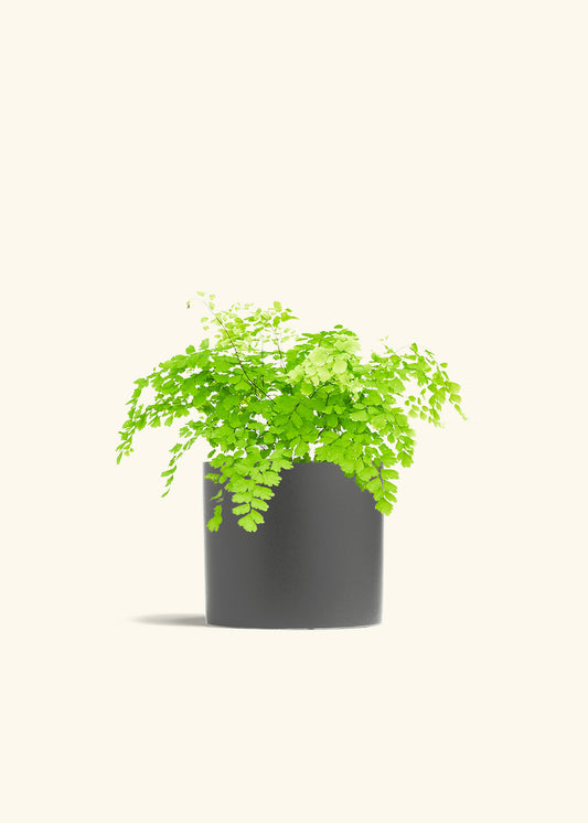 Maidenhair Fern in a 6 inches Pink Classic Cylinder Planter in a Beech Wood Stand
