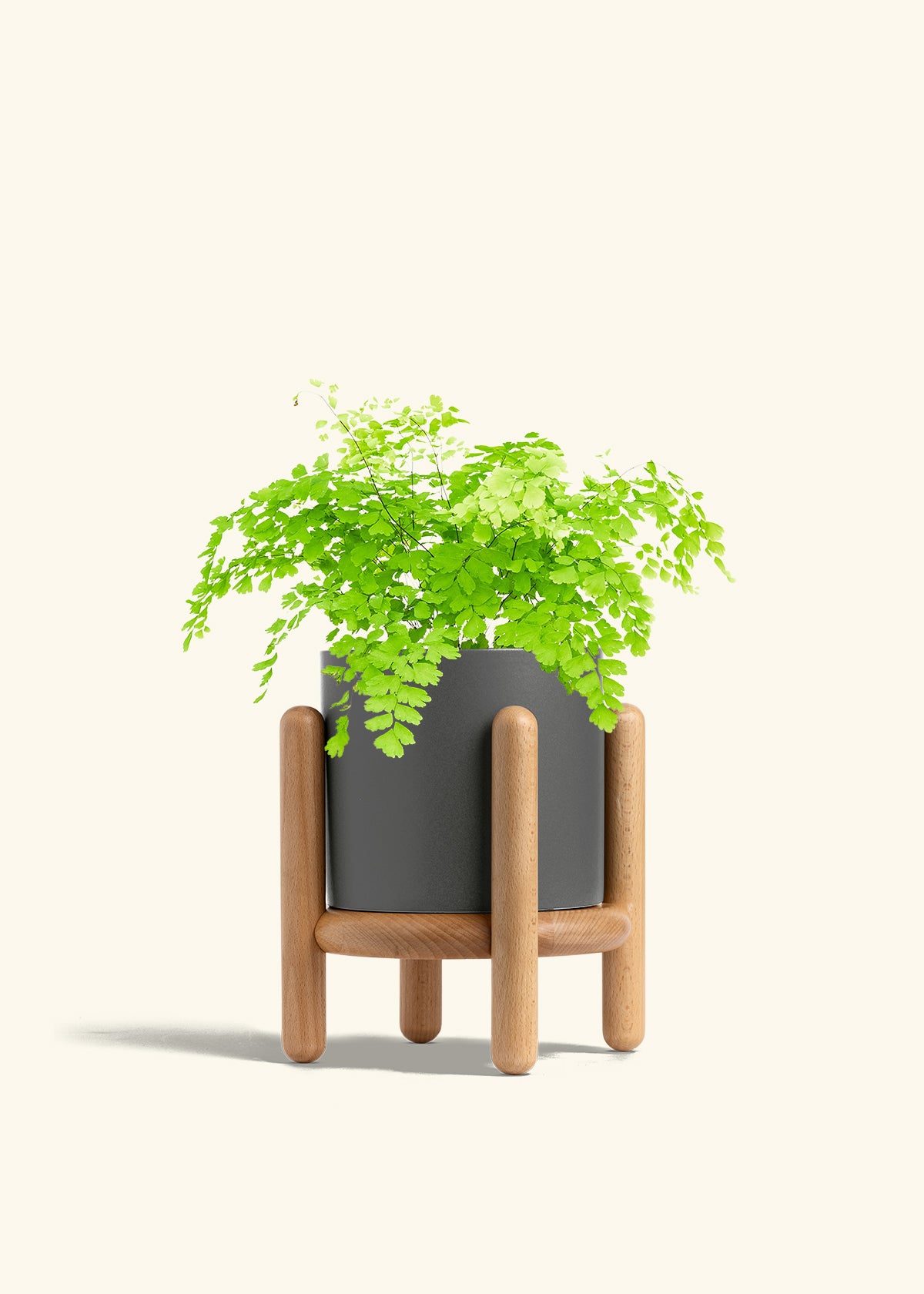Maidenhair Fern in a 6 inches Charcoal Classic Cylinder Planter 
