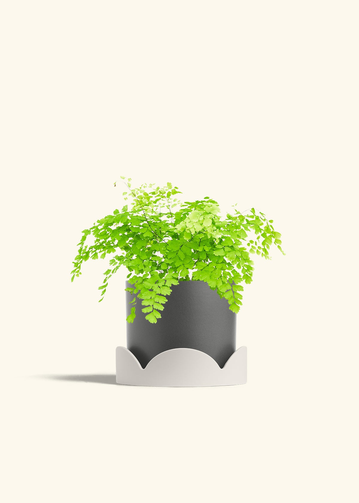 Maidenhair Fern in a 6 inches Charcoal Classic Cylinder Planter in a Shamrock Petal Drip Tray