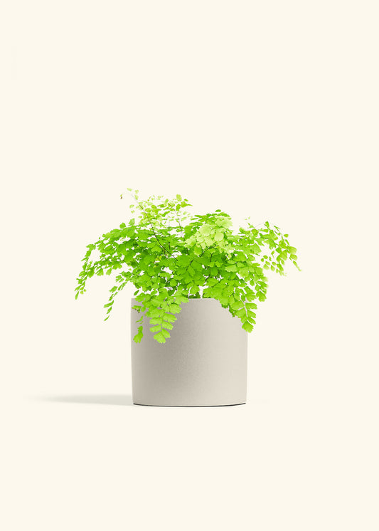 Maidenhair Fern in a 6 inches White Classic Cylinder Planter 