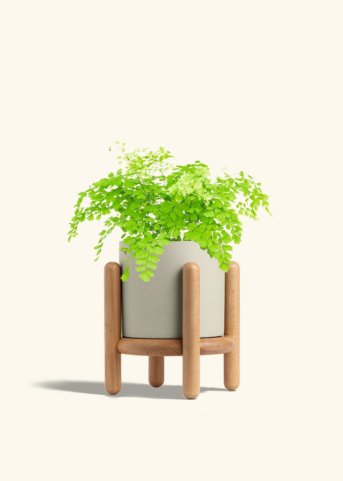 Maidenhair Fern in a 6 inches White Classic Cylinder Planter in a Shamrock Petal Drip Tray