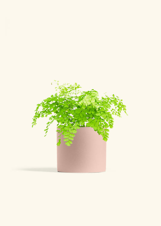 Maidenhair Fern in a 6 inches Charcoal Classic Cylinder Planter in a Oat Petal Drip Tray