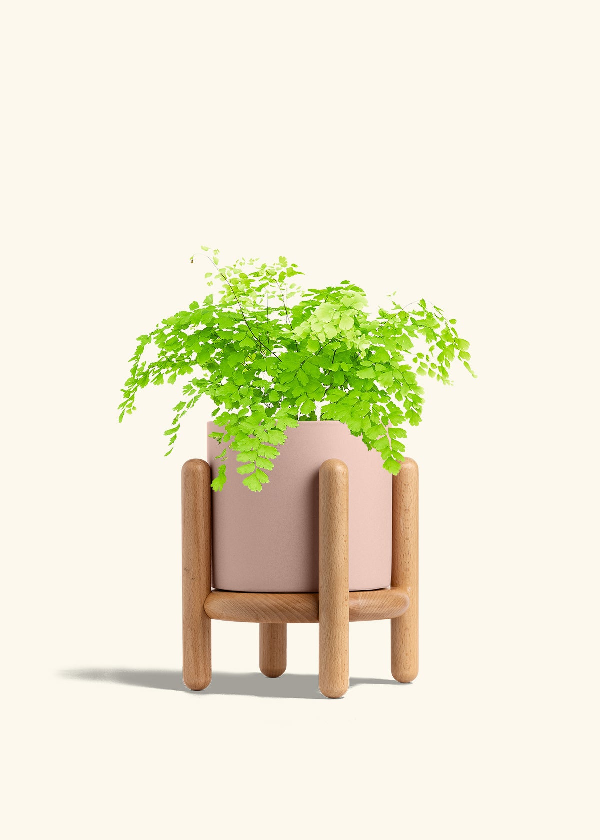 Maidenhair Fern in a 6 inches Oat Classic Cylinder Planter 