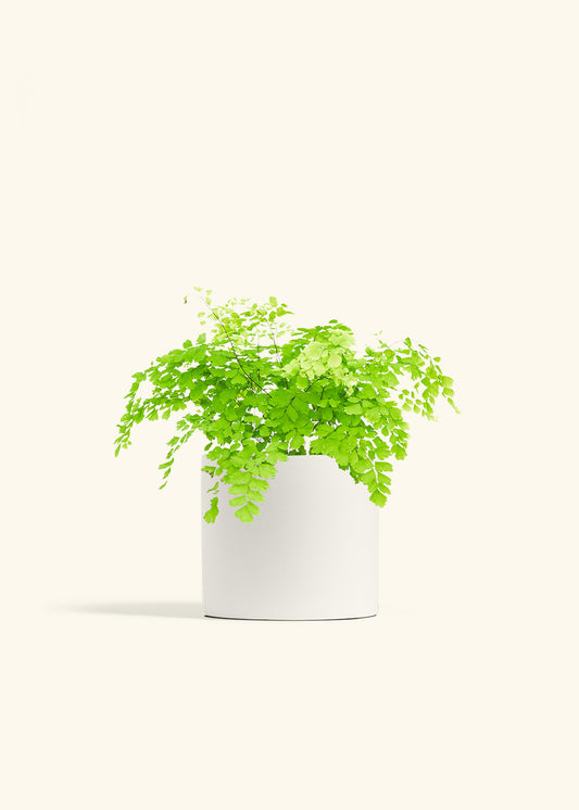 Maidenhair Fern in a 6 inches Pink Classic Cylinder Planter in a Shamrock Petal Drip Tray