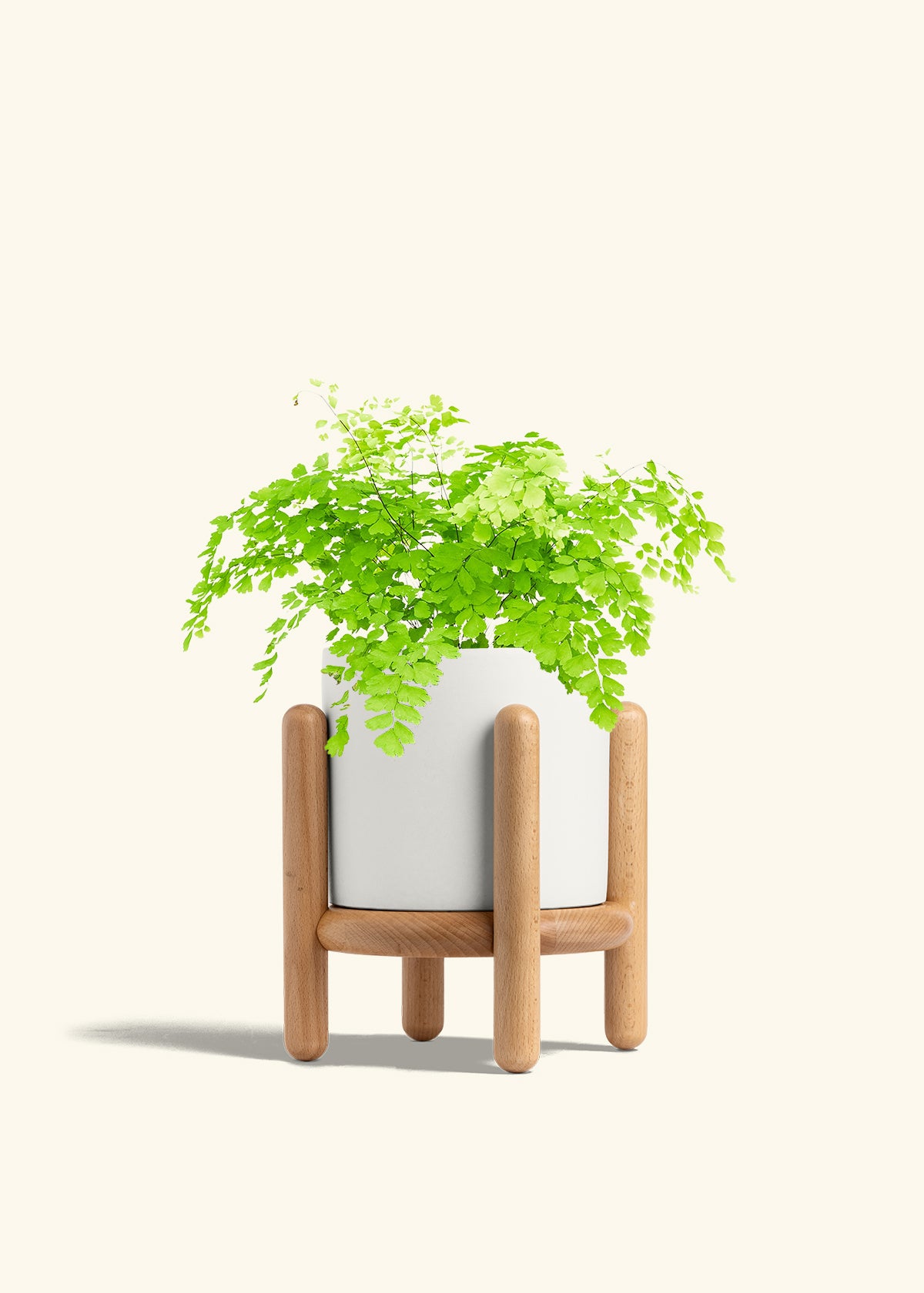 Maidenhair Fern in a 6 inches Oat Classic Cylinder Planter in a Shamrock Petal Drip Tray