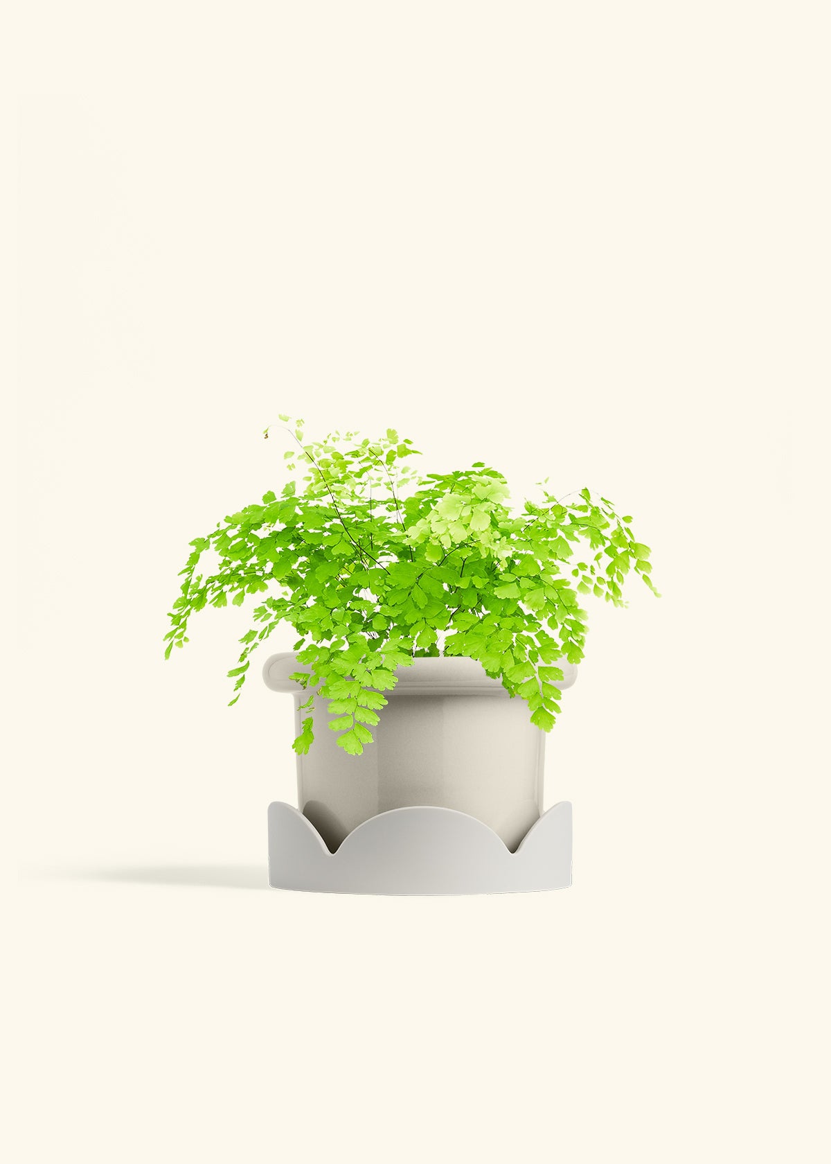 Maidenhair Fern in a 6 inches Fat Lip White Planter in a Oat Petal Drip Tray