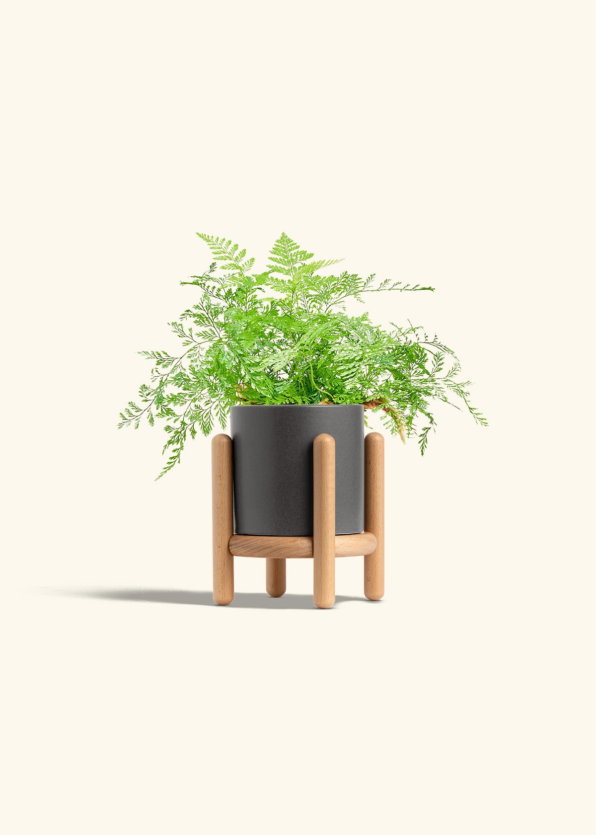 Rabbit Foot Fern in a 4 inches Charcoal Classic Cylinder Planter in a Beech Wood Stand