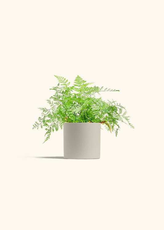 Rabbit Foot Fern in a 4 inches Oat Classic Cylinder Planter 