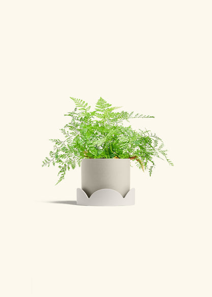 Rabbit Foot Fern in a 4 inches Oat Classic Cylinder Planter in a Oat Petal Drip Tray