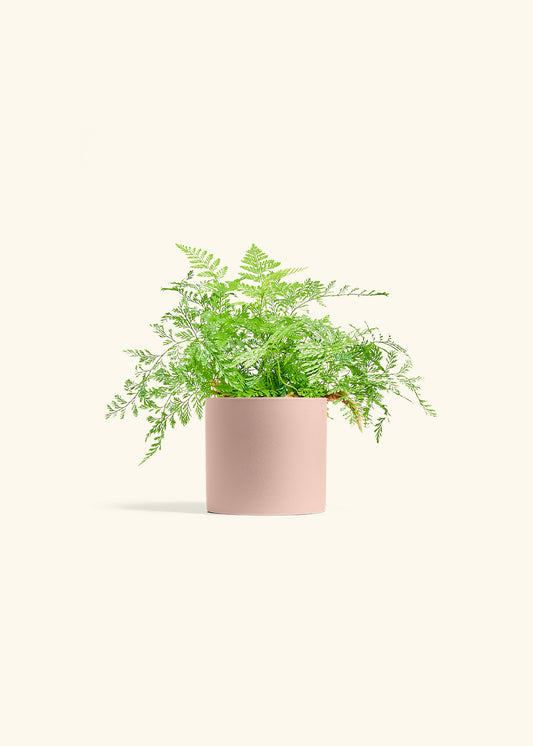 Rabbit Foot Fern in a 4 inches Pink Classic Cylinder Planter 