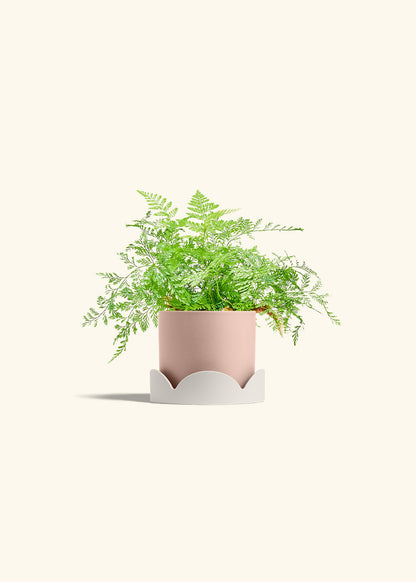 Rabbit Foot Fern in a 4 inches Pink Classic Cylinder Planter in a Oat Petal Drip Tray