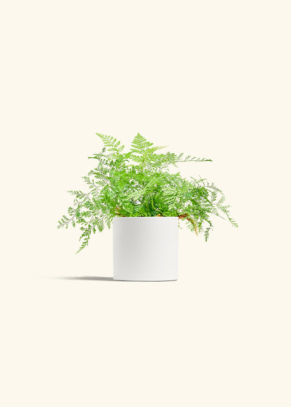 Rabbit Foot Fern in a 4 inches White Classic Cylinder Planter 