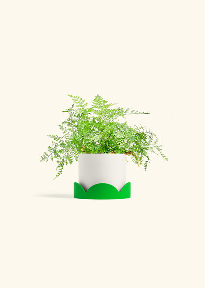 Rabbit Foot Fern in a 4 inches White Classic Cylinder Planter in a Shamrock Petal Drip Tray