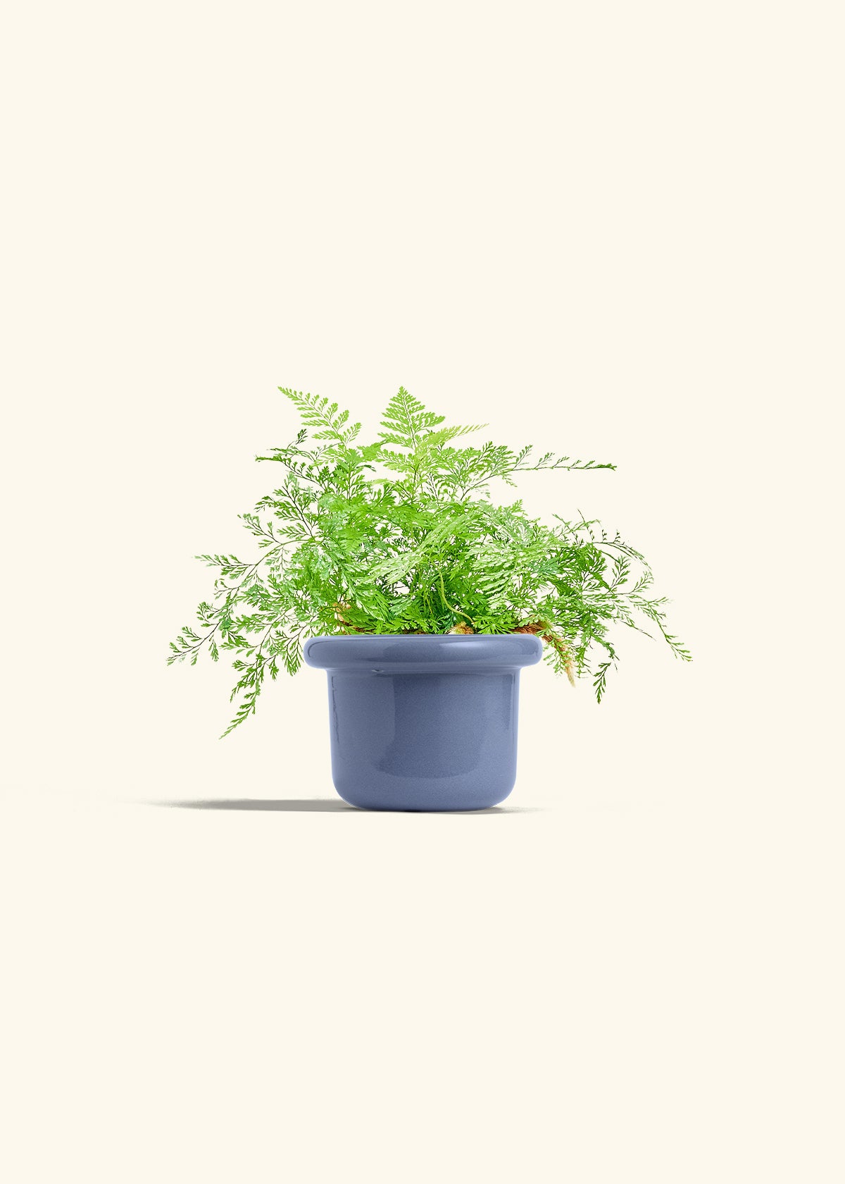 Rabbit Foot Fern in a 4 inches Fat Lip Blue Planter 