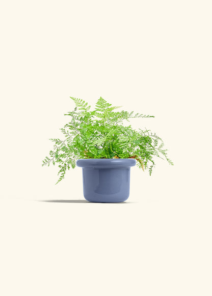 Rabbit Foot Fern in a 4 inches Fat Lip Blue Planter 